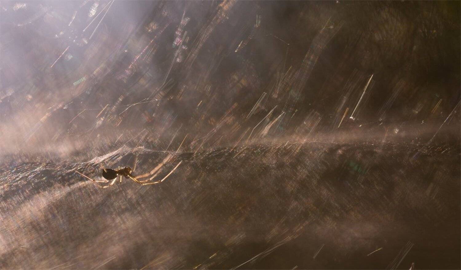Nikon D 800, Макро, Паук, Паутина, Природа, Свет, Геннадий Мещеряков