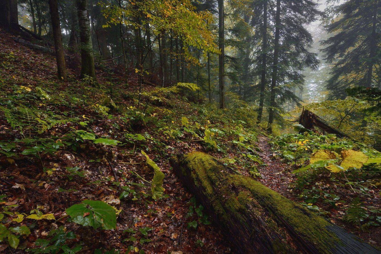 , Максим Евдокимов