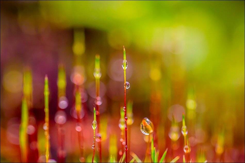 , Бурлов Андрей