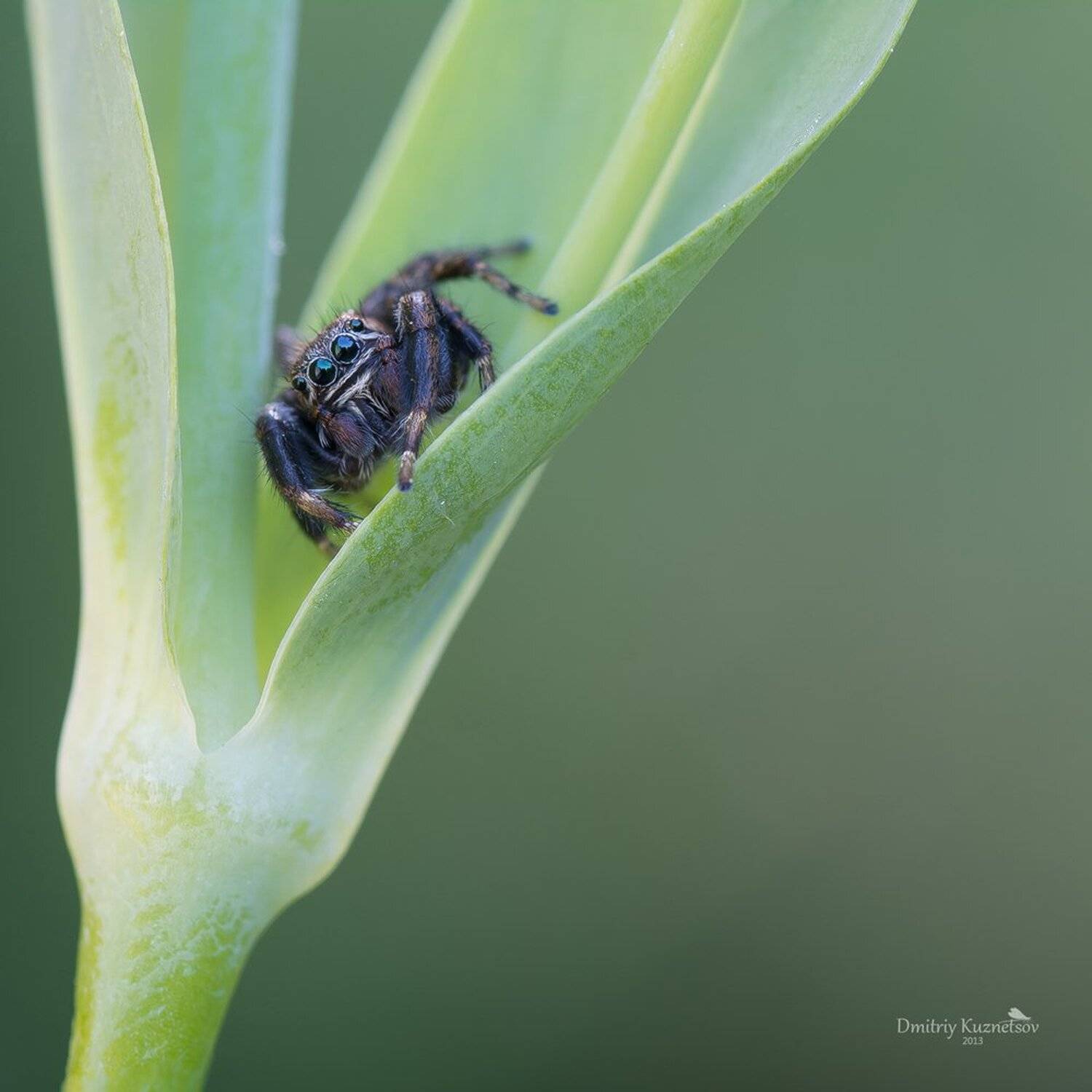 , Кузнецов Дмитрий