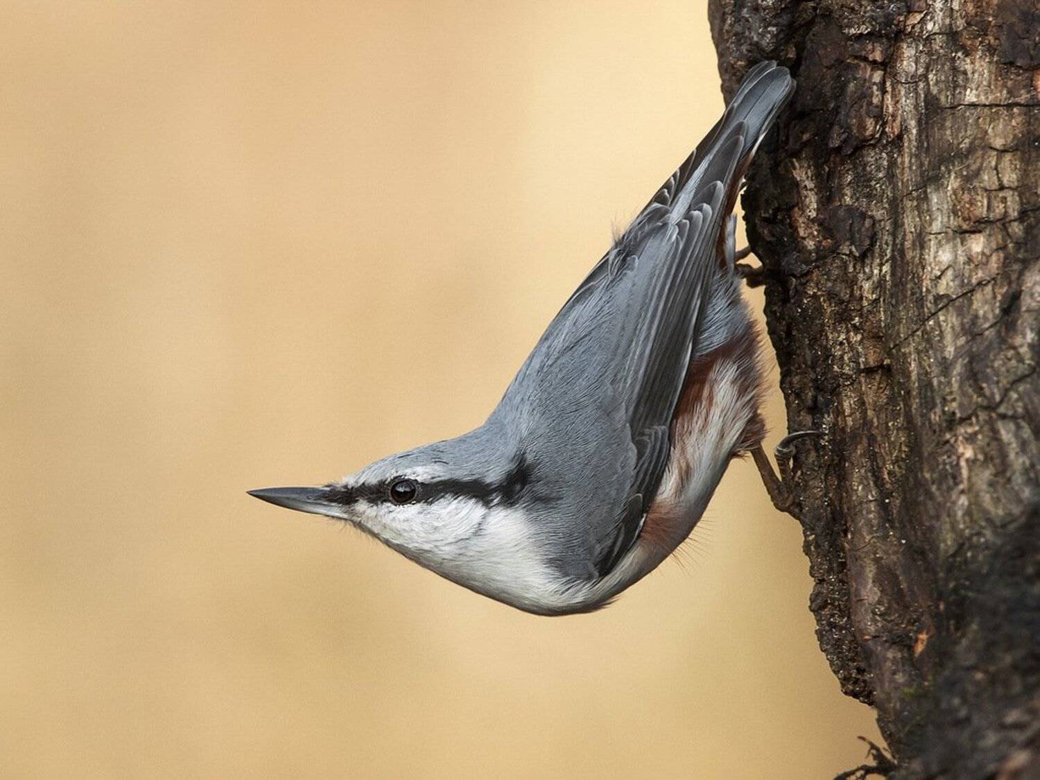 Парк сокольники, Поползень, Птицы, Валерий Субачев