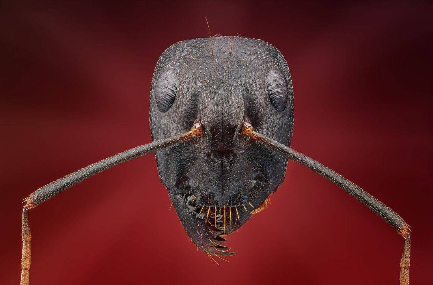 , Василий Меньшов