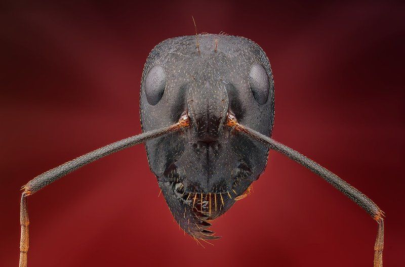 Голова муравья фото превью