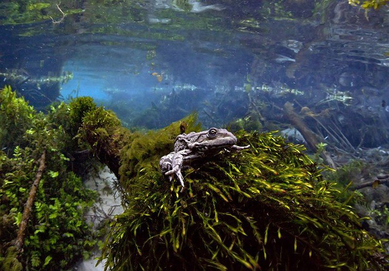 Любопытная фото превью