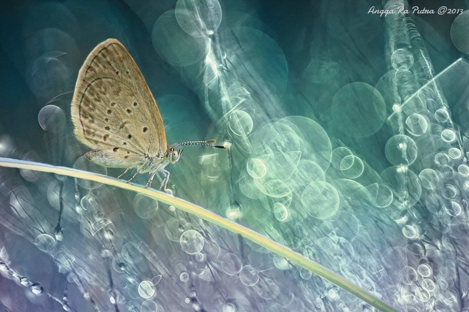 Macro, Angga Ra Putra