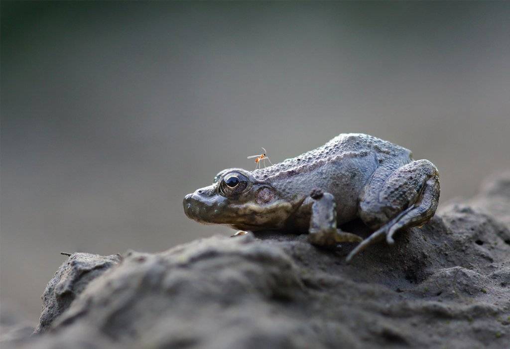 , Валерия Зверева