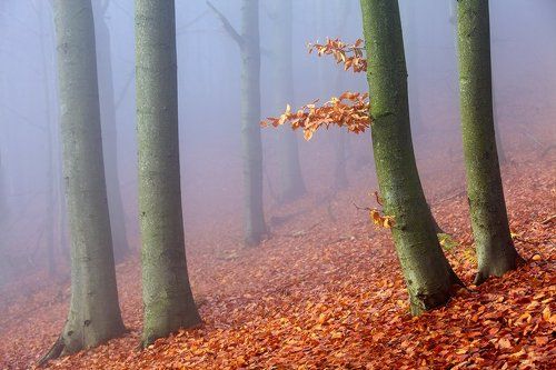 Beeches