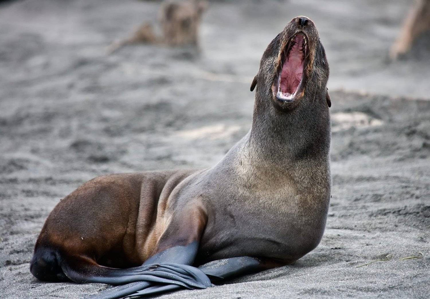 северный морской котик, котик-холостяк, морские млекопитающие, остров беринга, командоры, Дмитрий Уткин