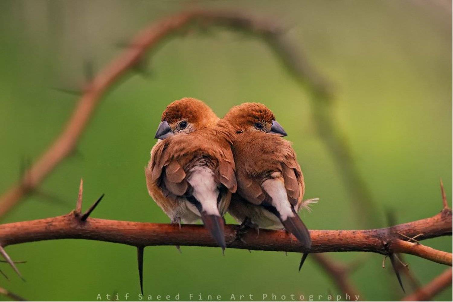 , M Atif Saeed