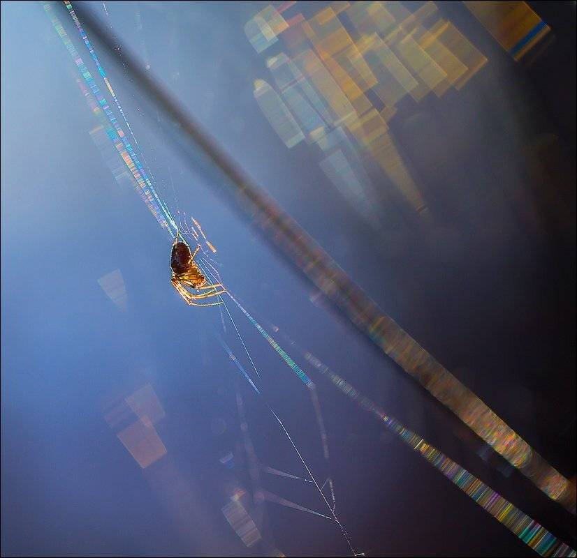 , Бурлов Андрей