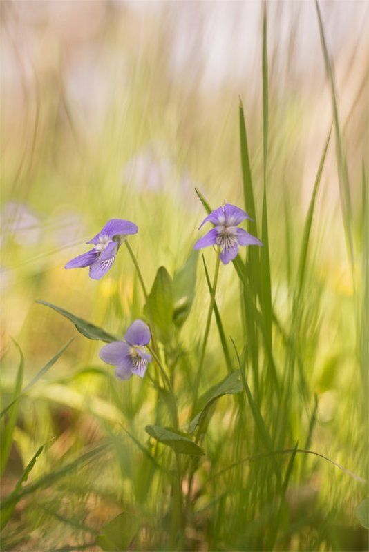 Фиалковый май... фото превью
