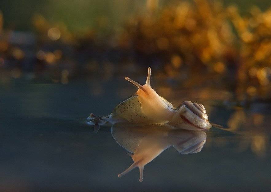 улитка, Вячеслав Мищенко