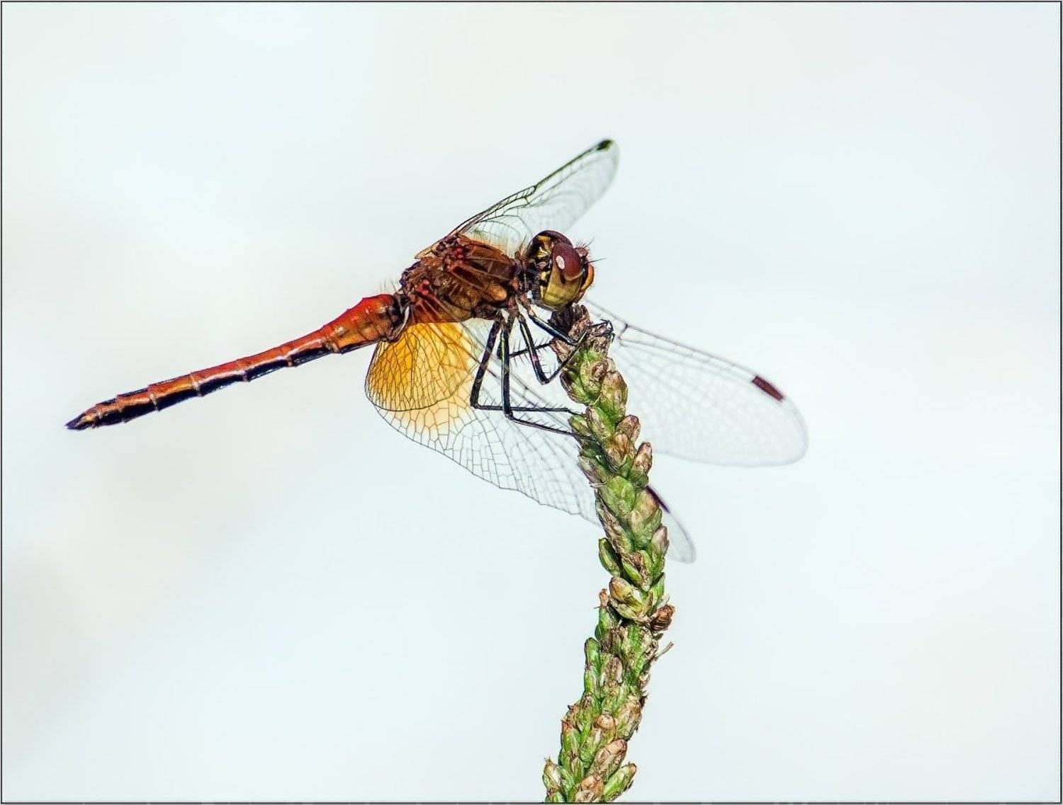 , Uncle_Vova (Владимир Веснин)