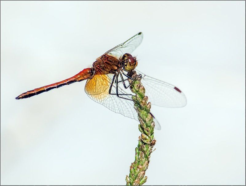 Держи меня, травиночка, держи!!! фото превью