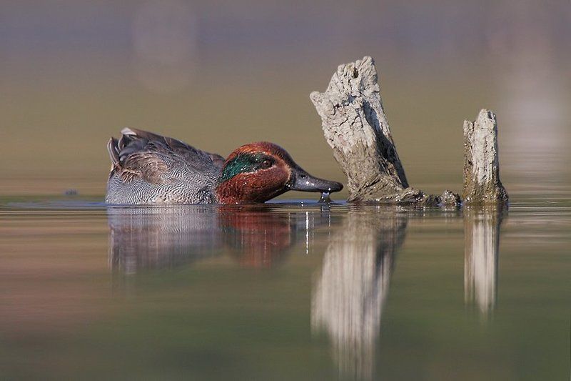 ***** фото превью