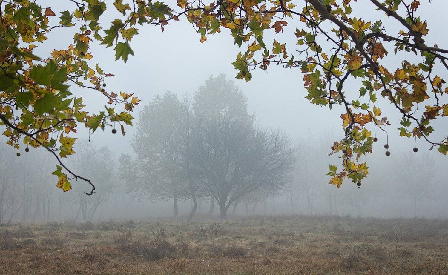 , Ирина Костова