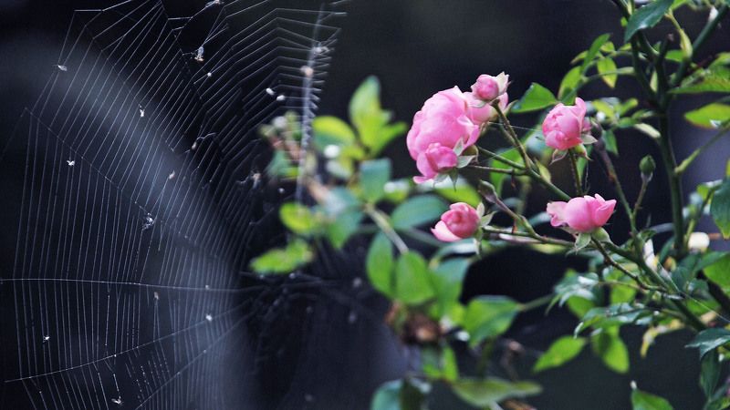 ... фото превью