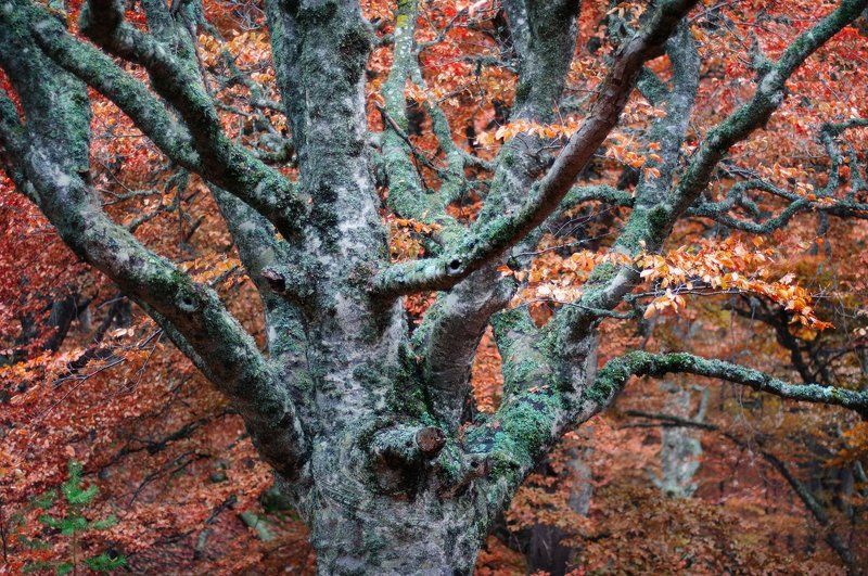 Чудище лесное. фото превью