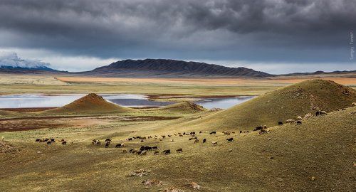 Бараны как опарыши, на склонах  Тянь Шаня
