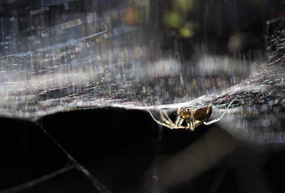 , Иваненко Светлана