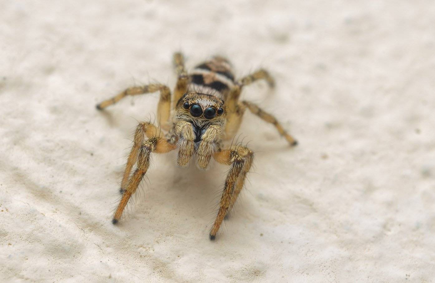 , Сергей Харитон