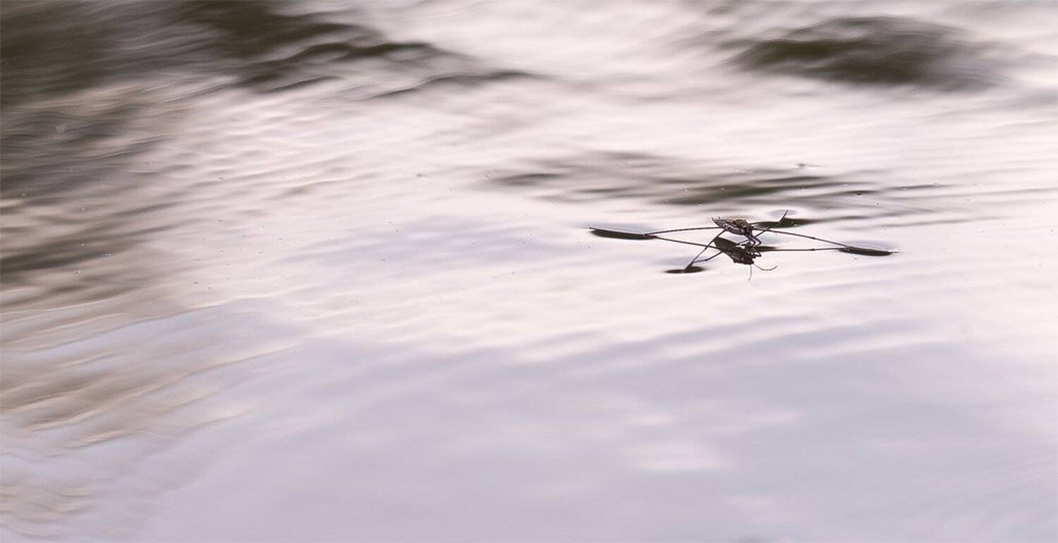 , Геннадий Мещеряков