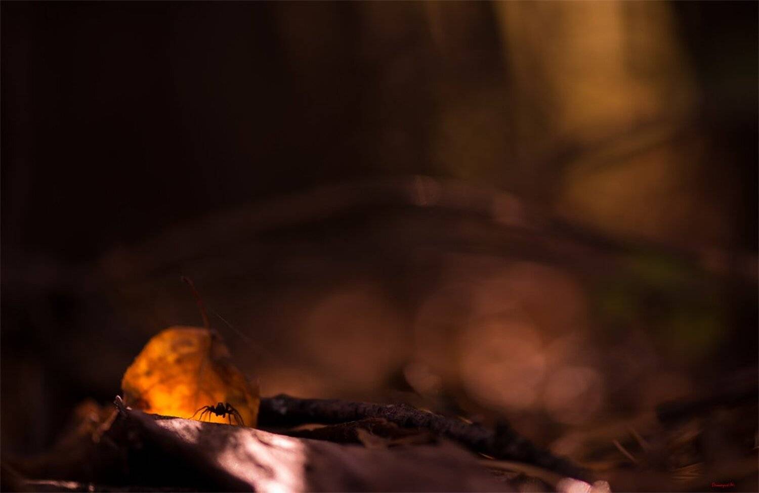 , Геннадий Мещеряков