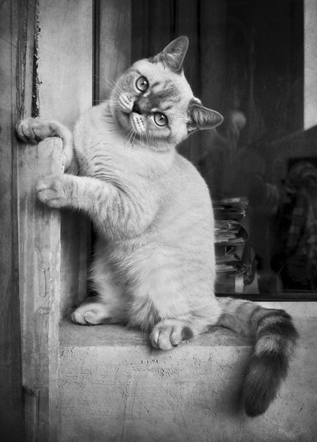 кузбасс, Гагик