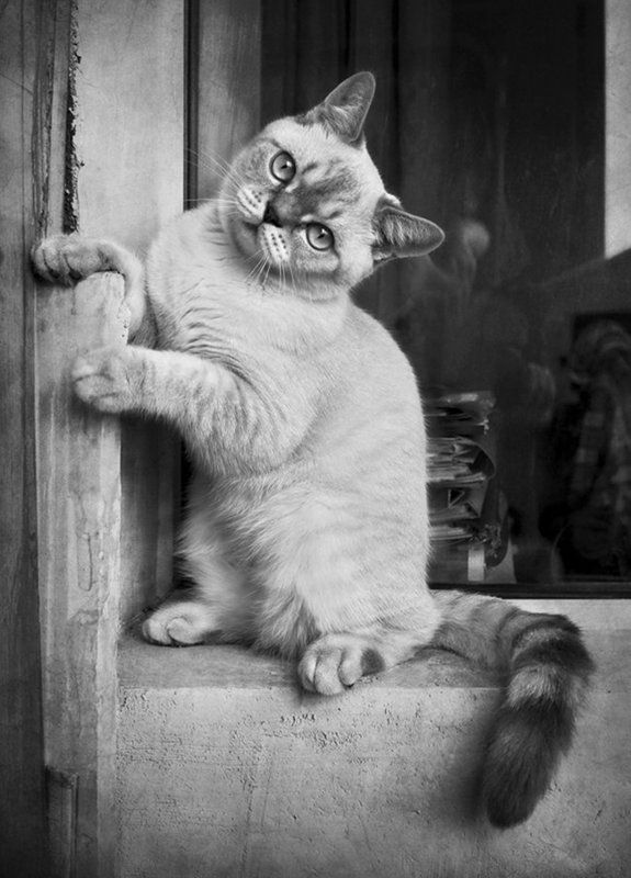 Кот по имени Бартик фото превью