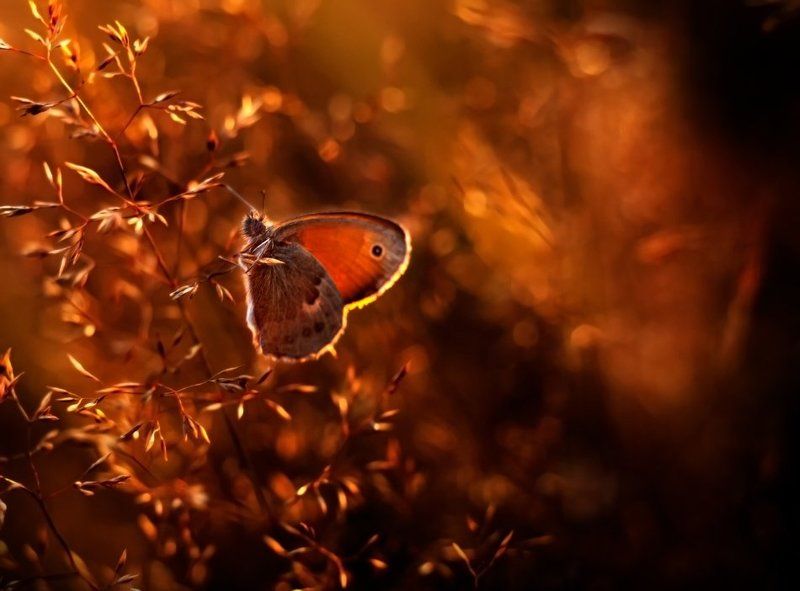 )i( фото превью