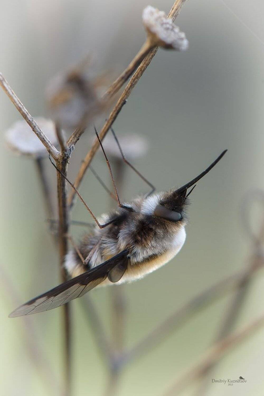 , Кузнецов Дмитрий