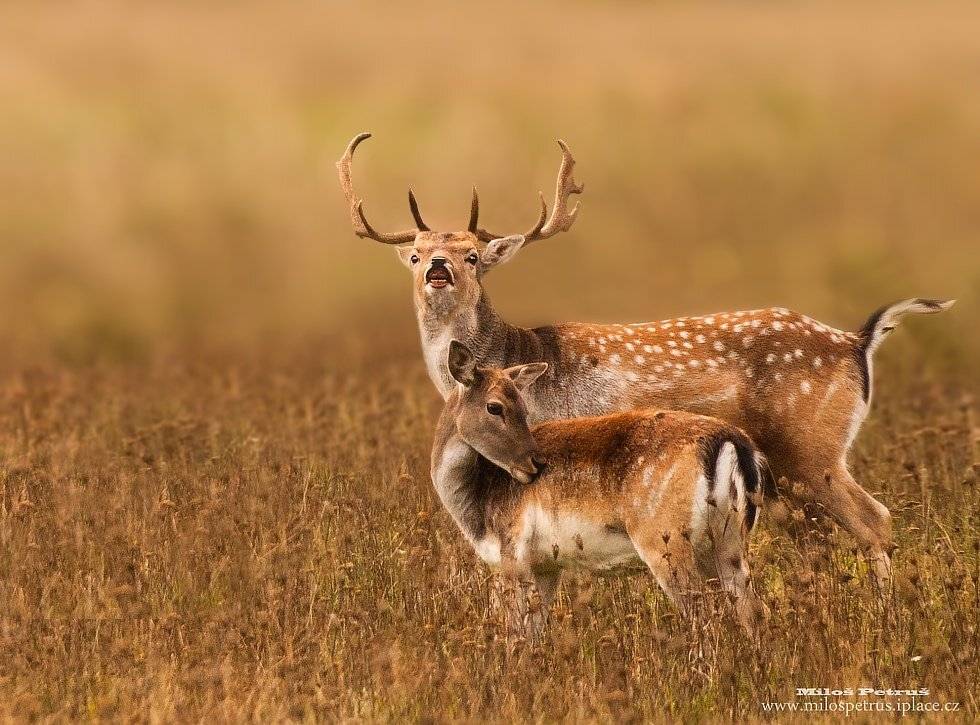 , Milo&scaron; Petru&scaron;