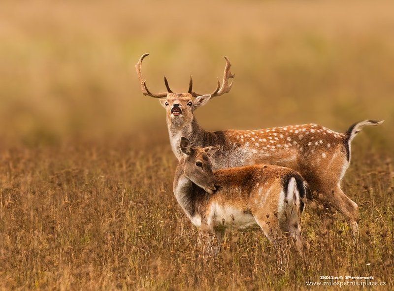 король фото превью