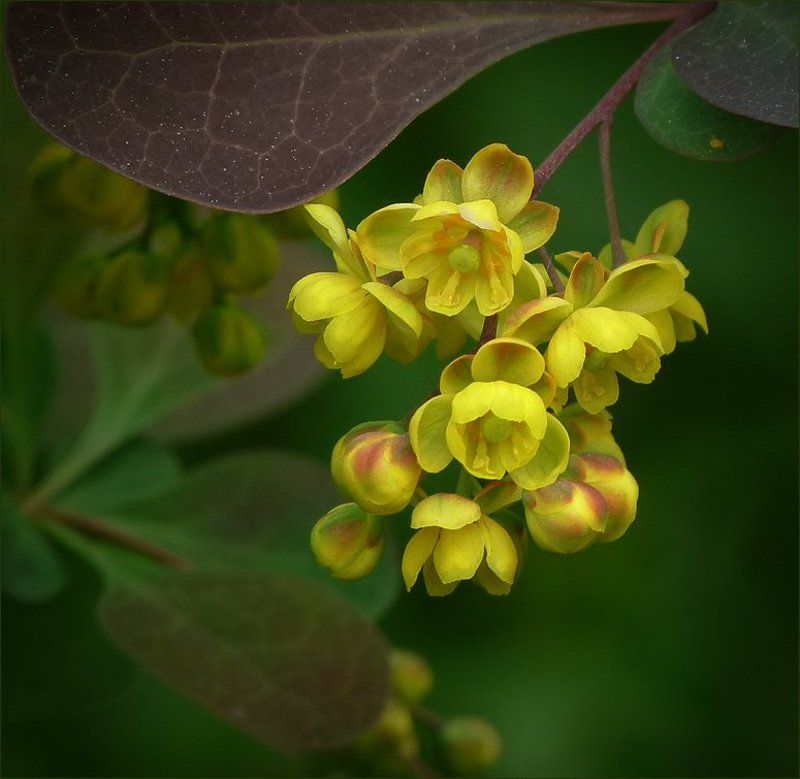 Барбарис, Весна, Природа барбарис фото превью