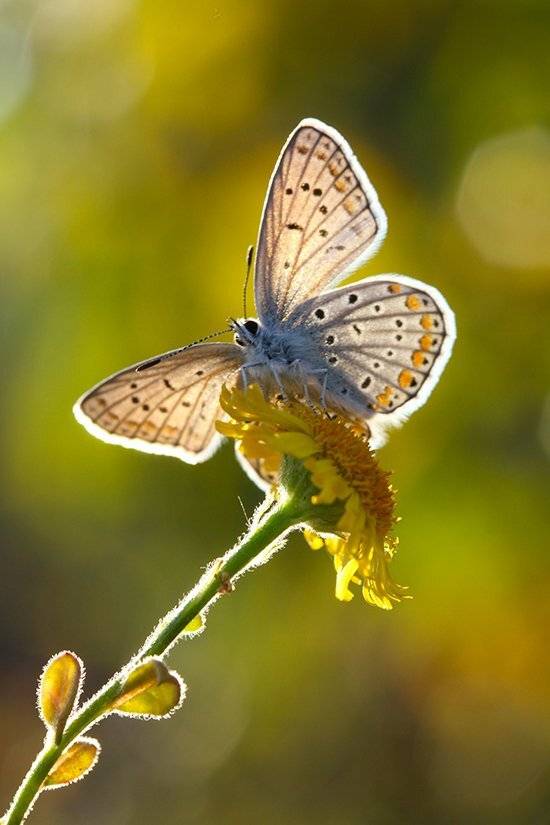 , mehmet
