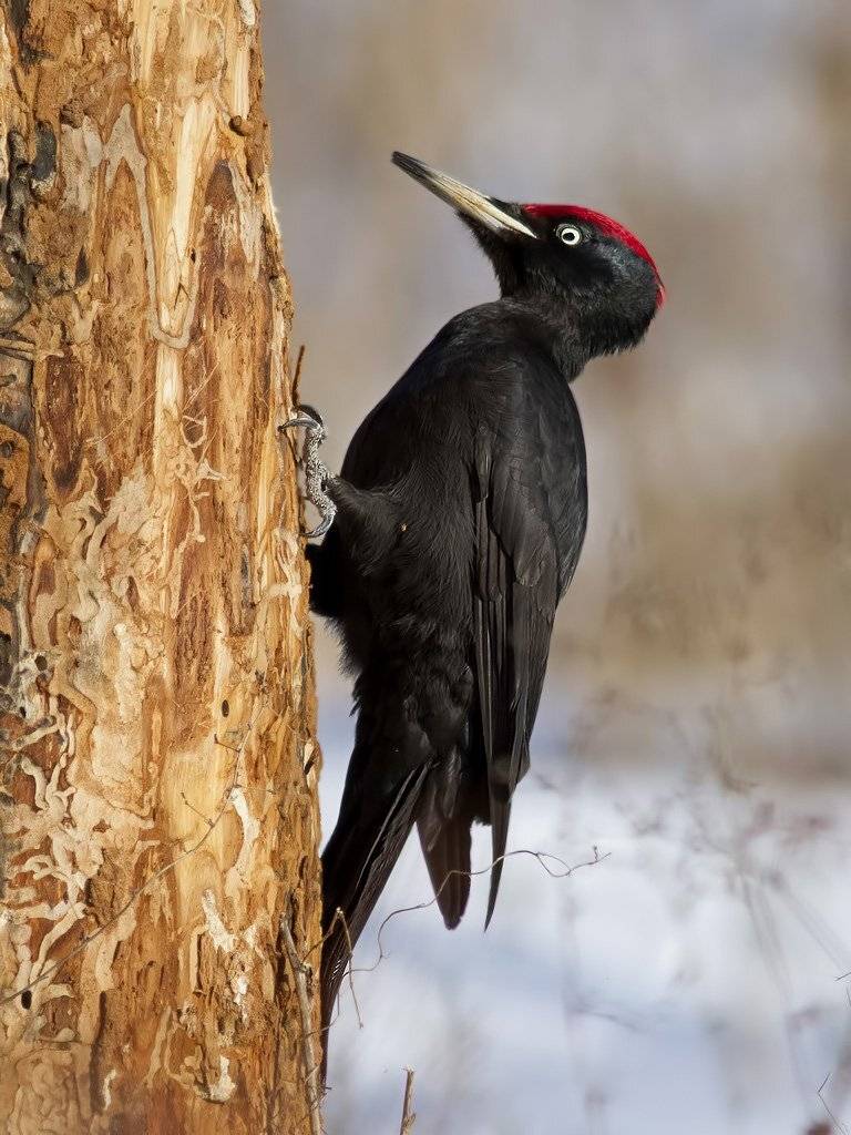 , Ляпустин Юра