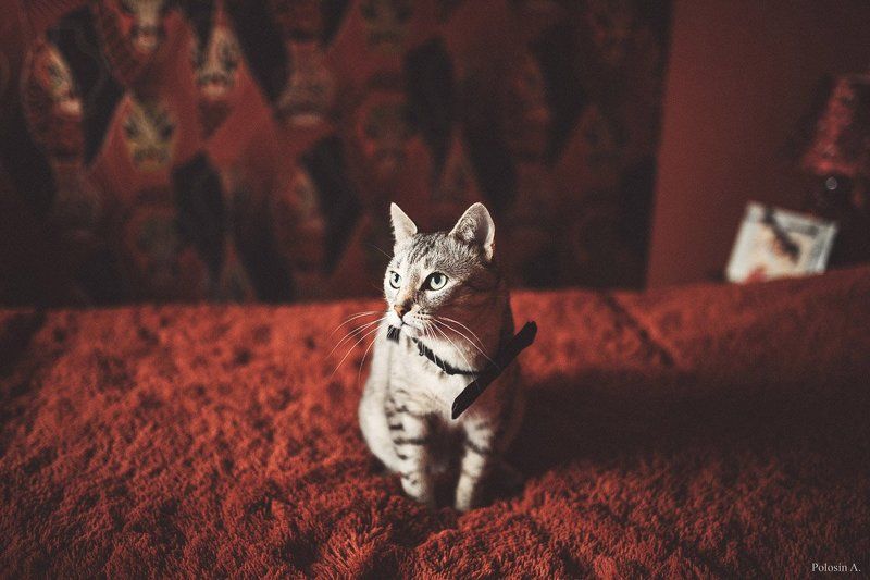 Коты фото превью