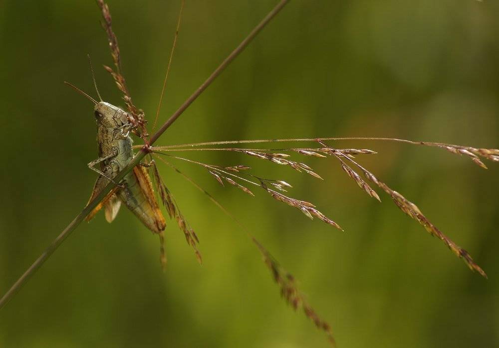 , Чепленко Алексей
