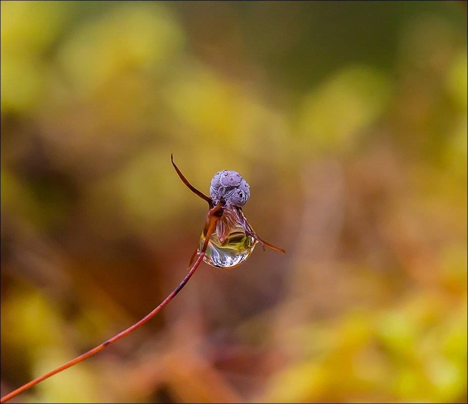, Бурлов Андрей