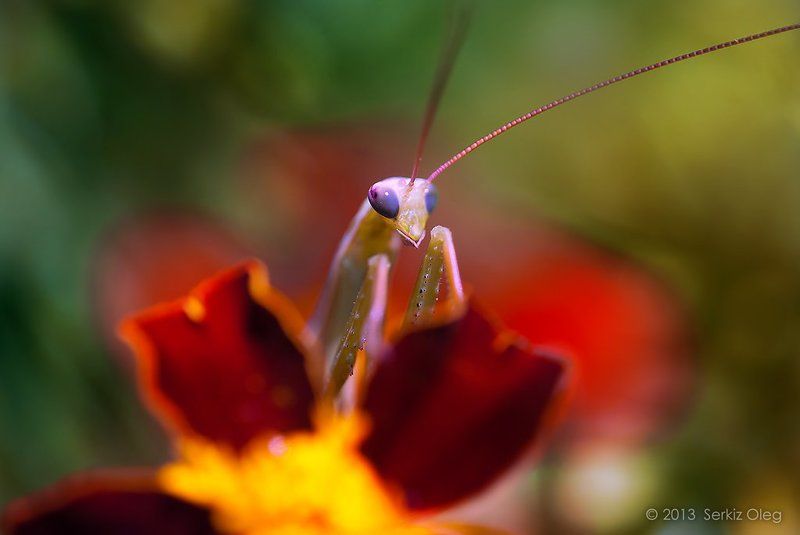 Implicit threat фото превью