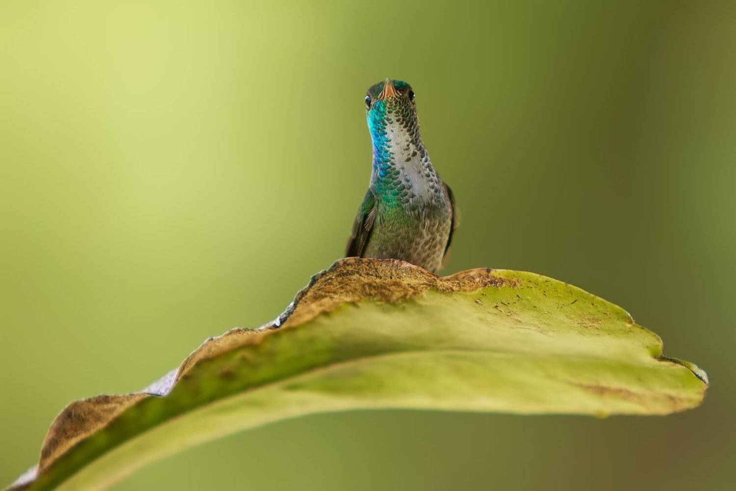 , Елена Давыдова