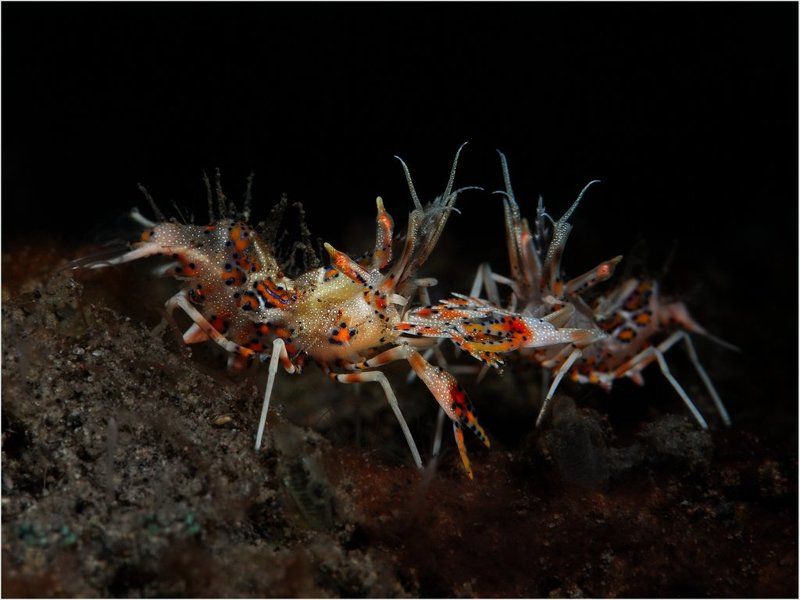 Скрестили шпаги! фото превью