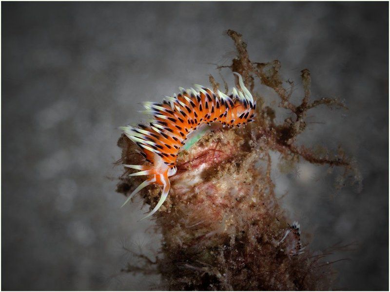 Симпатяга. фото превью