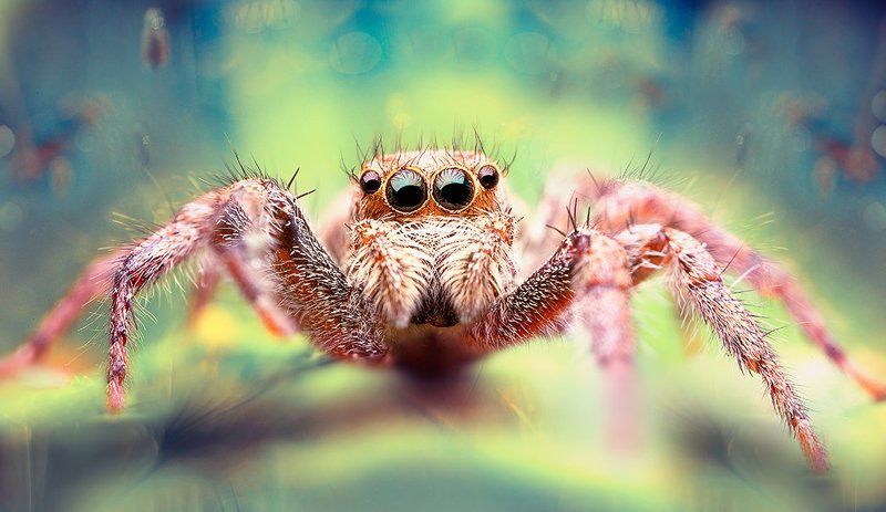 Hİ ! фото превью