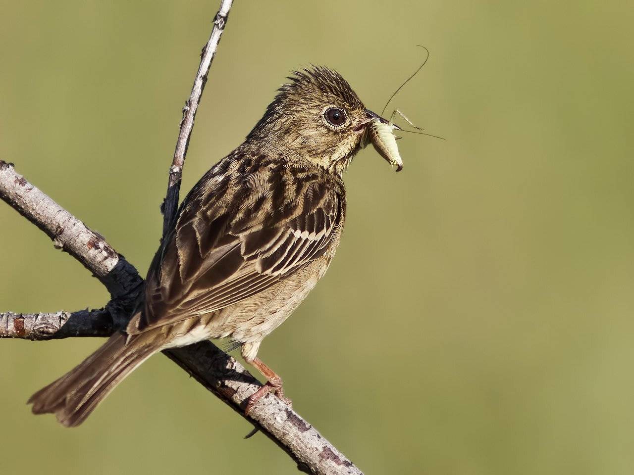 , Ляпустин Юра