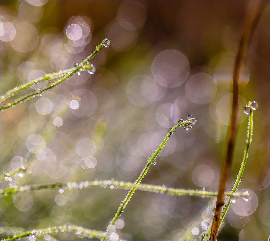 , Бурлов Андрей