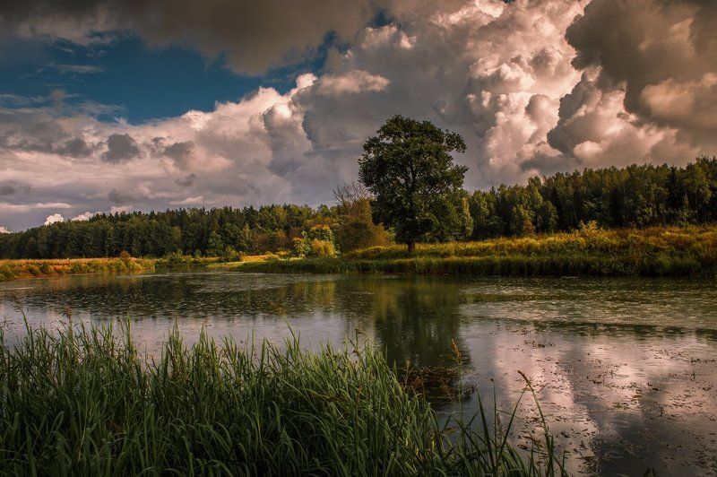 Грибной дождь фото превью