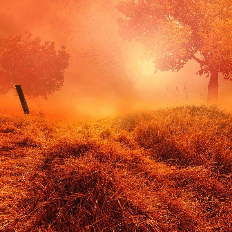 autumn, birds, clouds, corn, dear, fog, ground, leaf, man, manipulation, mounting, mystery, photoshop, psd, sky, tree, tutorials, working, acarsdesign, light, fog, mystery, cloudly, lighting, light, shadow My secret world фото превью