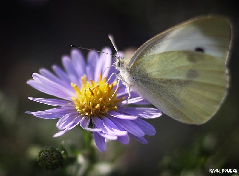 Butterfly, Colors, Flowers, Georgia, Lilac, Macro, Yellow butterfly фото превью