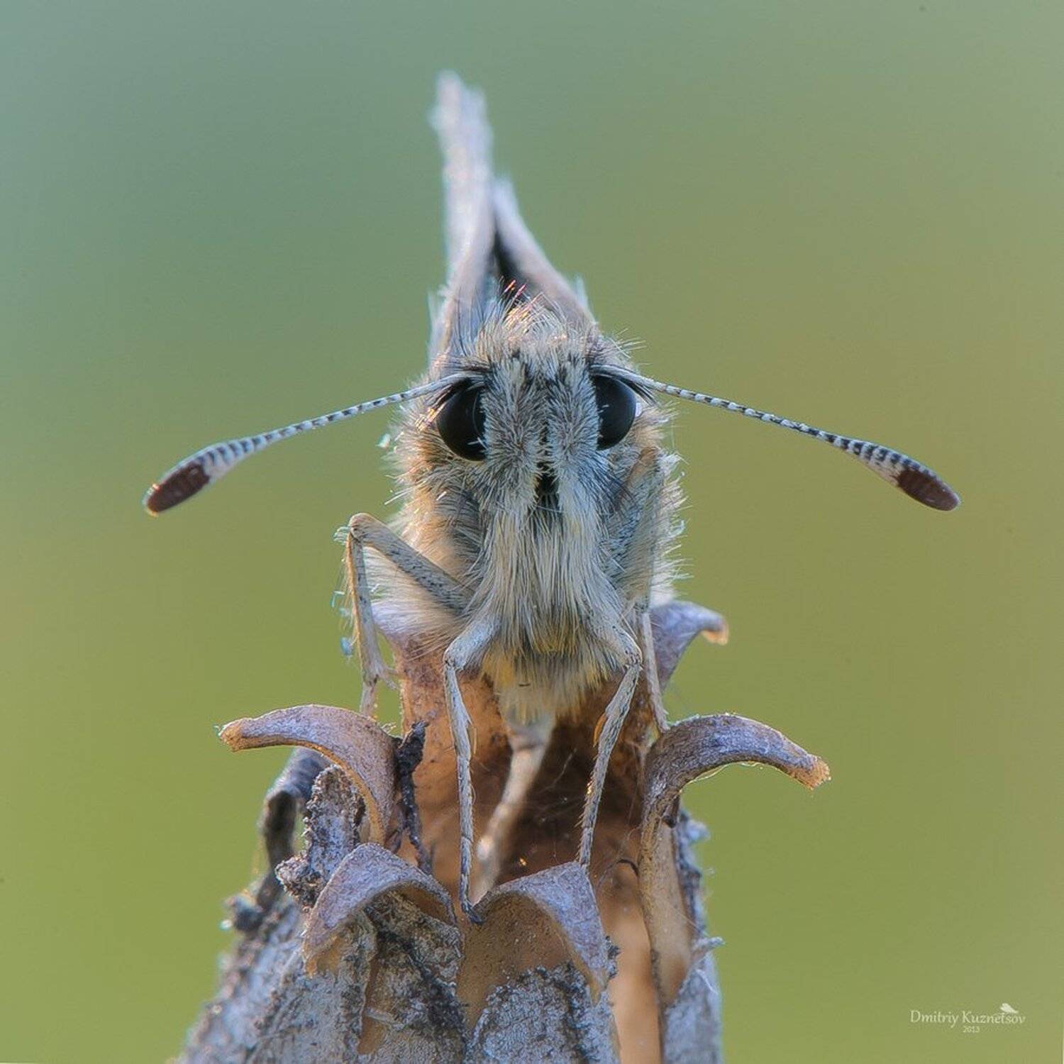 , Кузнецов Дмитрий